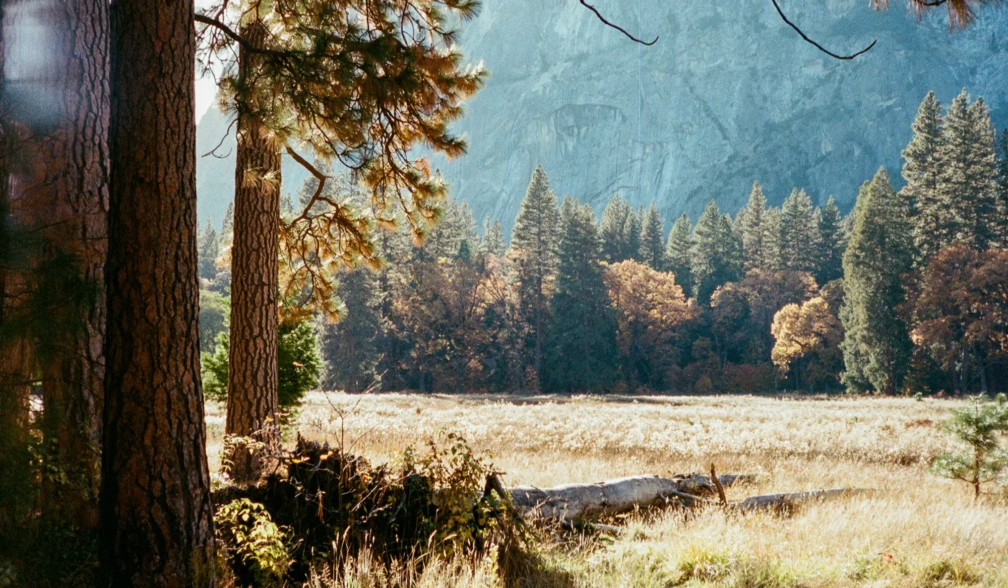 Sunlit meadow with trees and mountains in background
